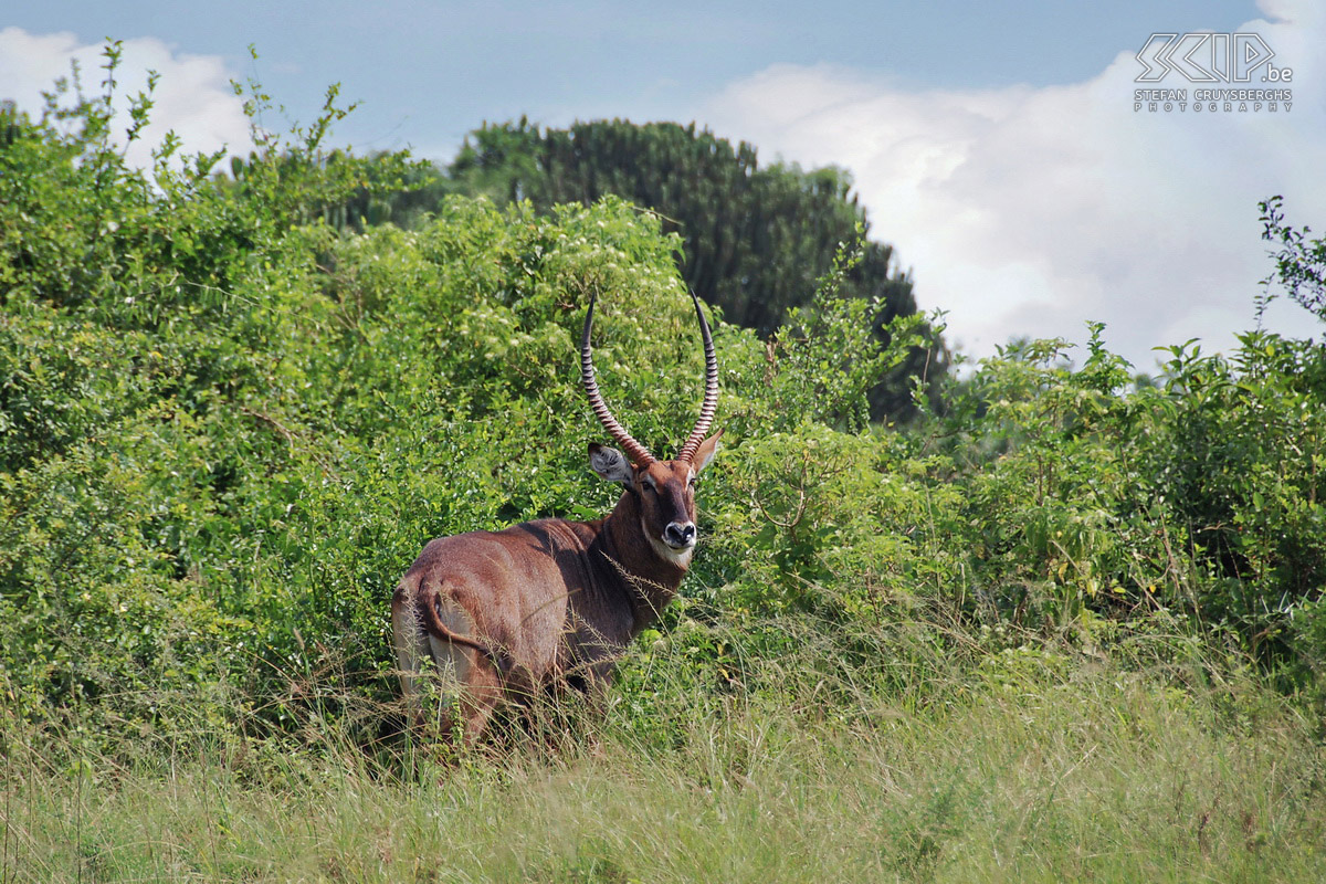 Murchison - Waterbok De waterbok (Kobus ellipsiprymnus) is een grote antilope soort die voornamelijk in waterrijke gebieden leeft. De mannetjes krijgen hoorns van 50 tot wel 90cm lang. Stefan Cruysberghs